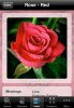 WhatFlower_2.jpg