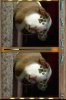 pichuntpets1.jpg