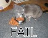 cat fail.jpg