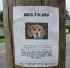 lost_dog.jpg