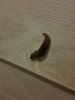 cville-slug.jpg