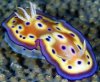 akame-sea-slug.jpg