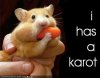 funny-pictures-hamster-has-carrot.jpg