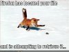 funny-pictures-firefox-tries-to-retrieve-your-file.jpg