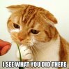 caturday53.jpeg