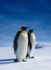 penguin.jpg