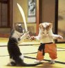 funny-kitten-picture.jpg