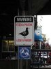 pigeon.jpg