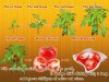 Baby Plants Vegetables1.jpg