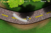 drftpicj-uly.png