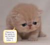 the_kitten.png