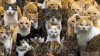 2015-03-03T114021Z_38634870_GM1EB331IF701_RTRMADP_3_JAPAN-CATS.JPG