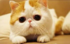 CAT.png
