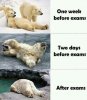 exams-funny-lol-polar-bear-Favim.com-2100407.jpg