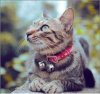 A-calm-and-quiet-cat-in-front-of-the-cafe-1.jpg