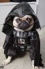 star_warDOG.jpg