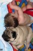 babyanddog_sleep.jpg