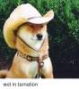 wot-in-tarnation-14000956.png