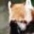 redpanda33