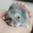 fluffthing